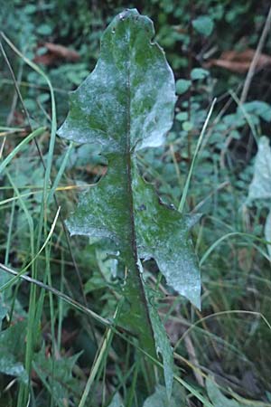Taraxacum ekmanii ? \ Ekmans L�wenzahn / Ekman's Dandelion, D Mannheim 6.11.2015