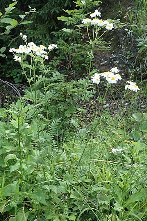 Tanacetum corymbosum \ Ebenstr�u�ige Wucherblume / Scentless Feverfew, D Spaichingen 26.6.2018