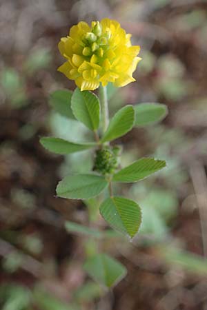 Trifolium campestre, Gelber Acker-Klee, Feld-Klee