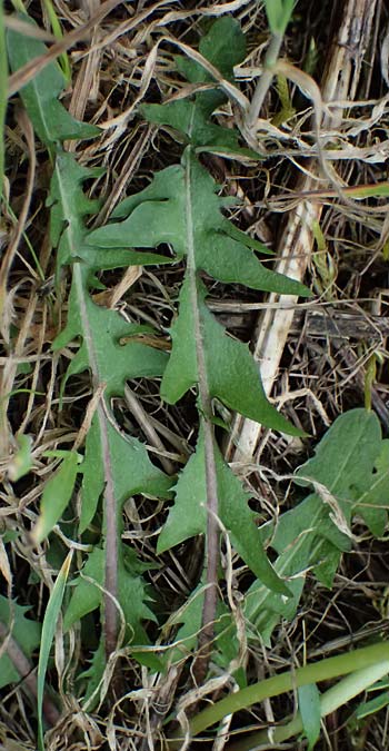 Taraxacum plumbeum agg. ? \ Fr�nkischer Schwielen-L�wenzahn / Franconian Lesser Dandelion, D Mannheim M&uuml;hlau - Hafen/Port 31.3.2024