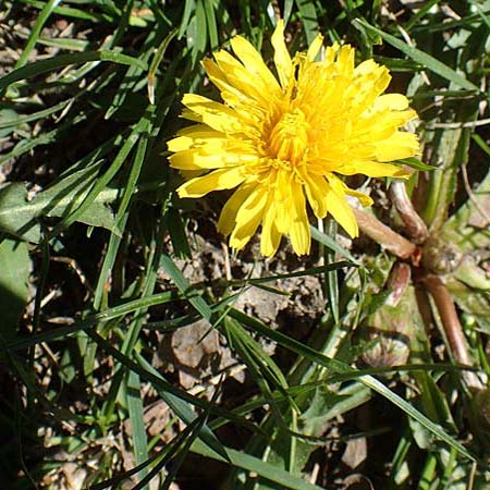 Taraxacum hollandicum \ Holl�ndischer Sumpf-L�wenzahn / Dutch Marsh Dandelion, D Konstanz 24.4.2018