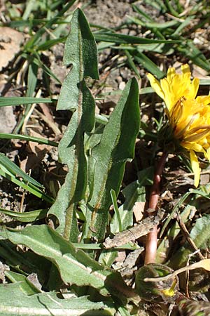 Taraxacum hollandicum \ Holl�ndischer Sumpf-L�wenzahn / Dutch Marsh Dandelion, D Konstanz 24.4.2018