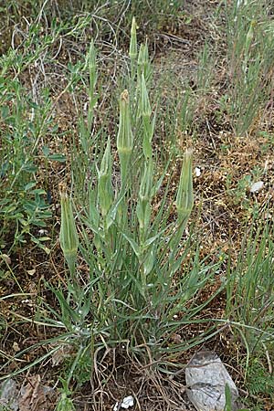 Tragopogon dubius \ Gro�er Bocksbart / Goat's-Beard, D Mannheim 13.5.2021