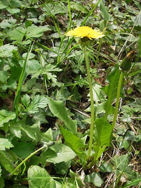 Taraxacum ekmanii ? \ Ekmans L�wenzahn / Ekman's Dandelion, D Rheinhessen, Wendelsheim 29.4.2010