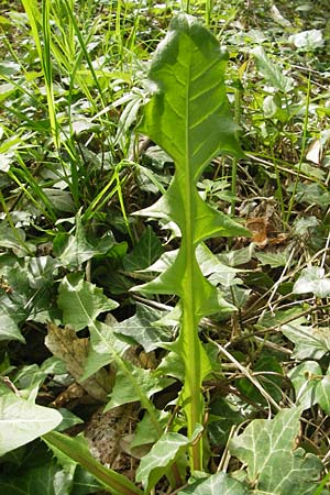 Taraxacum ekmanii ? \ Ekmans L�wenzahn / Ekman's Dandelion, D Rheinhessen, Wendelsheim 29.4.2010