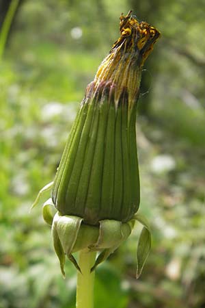 Taraxacum ekmanii ? \ Ekmans L�wenzahn / Ekman's Dandelion, D Rheinhessen, Wendelsheim 29.4.2010