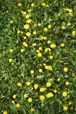 Taraxacum ekmanii ? \ Ekmans L�wenzahn / Ekman's Dandelion, D Gau-Bickelheim 29.4.2010