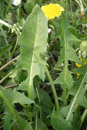 Taraxacum ekmanii ? \ Ekmans L�wenzahn / Ekman's Dandelion, D Gau-Bickelheim 29.4.2010