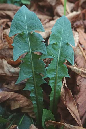 Taraxacum ekmanii ? \ Ekmans L�wenzahn / Ekman's Dandelion, D Mannheim 6.11.2015