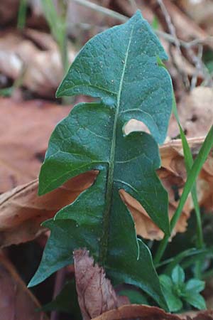 Taraxacum ekmanii ? \ Ekmans L�wenzahn / Ekman's Dandelion, D Mannheim 6.11.2015