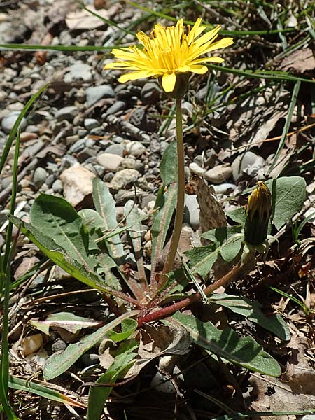 Taraxacum hollandicum \ Holl�ndischer Sumpf-L�wenzahn / Dutch Marsh Dandelion, D Konstanz 24.4.2018