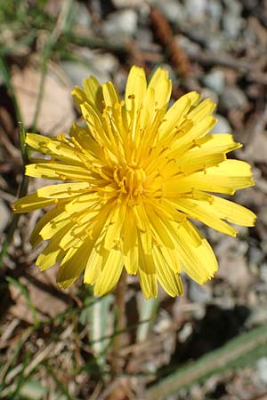 Taraxacum hollandicum \ Holl�ndischer Sumpf-L�wenzahn / Dutch Marsh Dandelion, D Konstanz 24.4.2018
