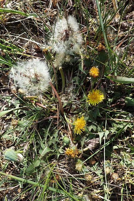 Taraxacum sp.aff. proximum \ Schwielen-L�wenzahn / Lesser Dandelion, D Mannheim 24.4.2021