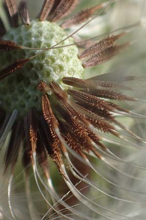 Taraxacum sp.aff. proximum \ Schwielen-L�wenzahn / Lesser Dandelion, D Mannheim 24.4.2021