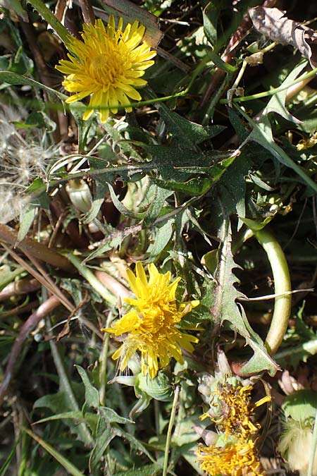 Taraxacum sp.aff. proximum \ Schwielen-L�wenzahn / Lesser Dandelion, D Mannheim 24.4.2021