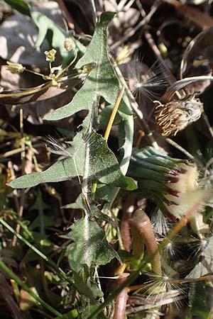 Taraxacum sp.aff. proximum \ Schwielen-L�wenzahn / Lesser Dandelion, D Mannheim 24.4.2021