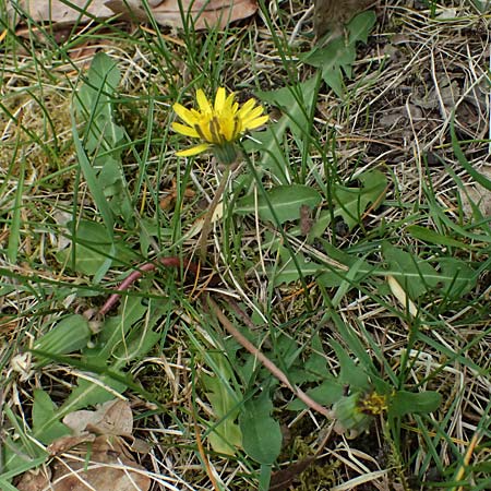 Taraxacum sp.aff. proximum \ Schwielen-L�wenzahn / Lesser Dandelion, D Mannheim 16.4.2025