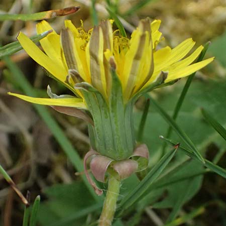 Taraxacum sp.aff. proximum \ Schwielen-L�wenzahn / Lesser Dandelion, D Mannheim 16.4.2025