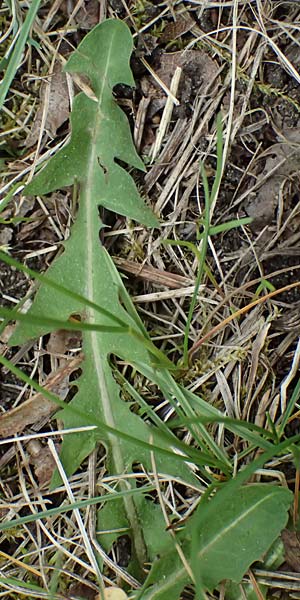Taraxacum sp.aff. proximum \ Schwielen-L�wenzahn / Lesser Dandelion, D Mannheim 16.4.2025