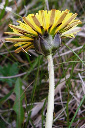 Taraxacum hollandicum \ Holl�ndischer Sumpf-L�wenzahn / Dutch Marsh Dandelion, D M&uuml;nzenberg 25.4.2015