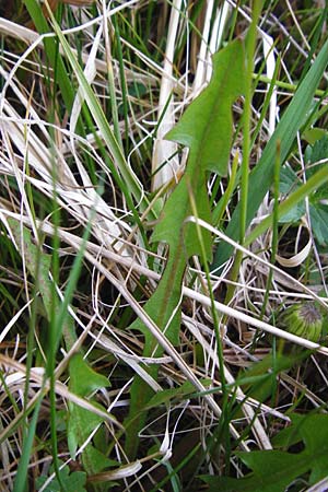 Taraxacum hollandicum \ Holl�ndischer Sumpf-L�wenzahn / Dutch Marsh Dandelion, D M&uuml;nzenberg 25.4.2015
