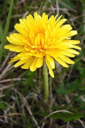 Taraxacum hollandicum \ Holl�ndischer Sumpf-L�wenzahn / Dutch Marsh Dandelion, D M&uuml;nzenberg 25.4.2015