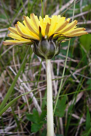 Taraxacum hollandicum \ Holl�ndischer Sumpf-L�wenzahn / Dutch Marsh Dandelion, D M&uuml;nzenberg 25.4.2015