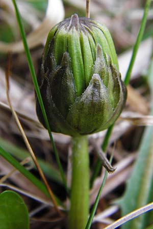Taraxacum hollandicum \ Holl�ndischer Sumpf-L�wenzahn / Dutch Marsh Dandelion, D M&uuml;nzenberg 25.4.2015