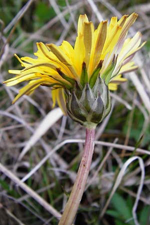Taraxacum hollandicum \ Holl�ndischer Sumpf-L�wenzahn / Dutch Marsh Dandelion, D M&uuml;nzenberg 25.4.2015
