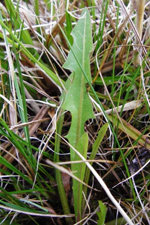 Taraxacum hollandicum \ Holl�ndischer Sumpf-L�wenzahn / Dutch Marsh Dandelion, D M&uuml;nzenberg 25.4.2015