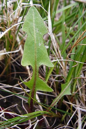 Taraxacum copidophyllum agg. \ Gro�lappiger L�wenzahn / Big-Lobed Dandelion, D M&uuml;nzenberg 25.4.2015