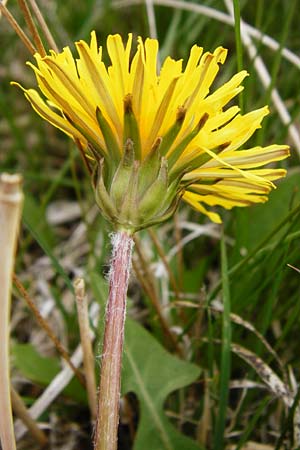 Taraxacum copidophyllum agg. \ Gro�lappiger L�wenzahn / Big-Lobed Dandelion, D M&uuml;nzenberg 25.4.2015