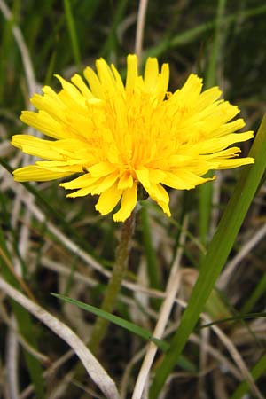 Taraxacum copidophyllum agg. \ Gro�lappiger L�wenzahn / Big-Lobed Dandelion, D M&uuml;nzenberg 25.4.2015