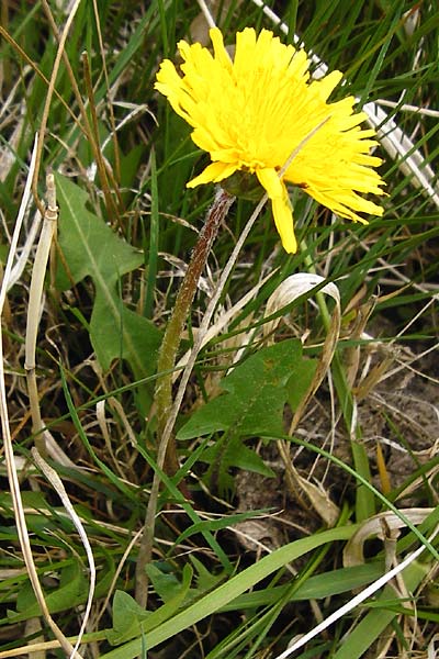 Taraxacum copidophyllum agg. \ Gro�lappiger L�wenzahn / Big-Lobed Dandelion, D M&uuml;nzenberg 25.4.2015
