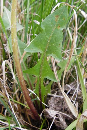 Taraxacum copidophyllum agg. \ Gro�lappiger L�wenzahn / Big-Lobed Dandelion, D M&uuml;nzenberg 25.4.2015