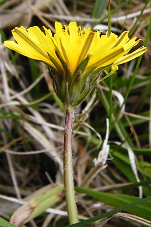 Taraxacum copidophyllum agg. \ Gro�lappiger L�wenzahn / Big-Lobed Dandelion, D M&uuml;nzenberg 25.4.2015