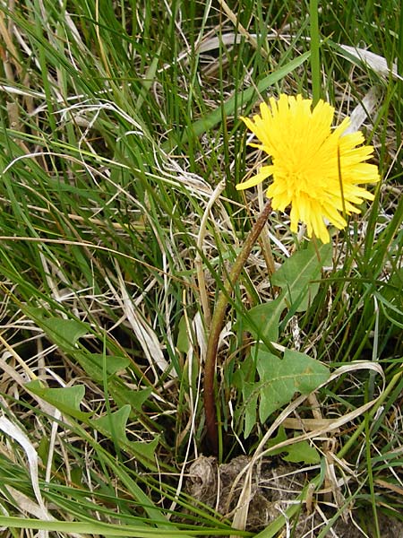 Taraxacum copidophyllum agg. \ Gro�lappiger L�wenzahn / Big-Lobed Dandelion, D M&uuml;nzenberg 25.4.2015