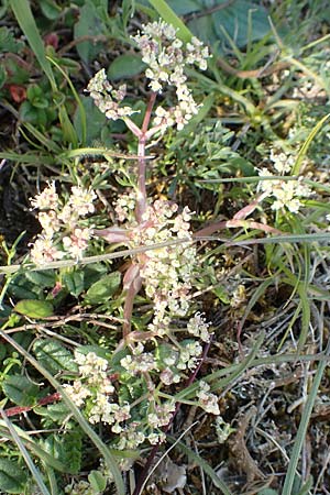 Trinia glauca \ Blaugr�ner Faserschirm / Honewort, D Neuleiningen 15.5.2019