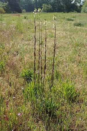 Turritis glabra \ Kahles Turmkraut, Kahle G�nsekresse, D St. Leon - Rot 17.5.2019