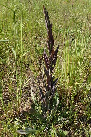 Turritis glabra \ Kahles Turmkraut, Kahle G�nsekresse, D St. Leon - Rot 17.5.2019