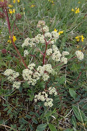 Trinia glauca \ Blaugr�ner Faserschirm / Honewort, D Neuleiningen 15.5.2021