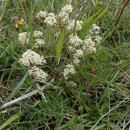 Trinia glauca \ Blaugr�ner Faserschirm / Honewort, D Neuleiningen 28.5.2021