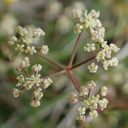 Trinia glauca \ Blaugr�ner Faserschirm / Honewort, D Neuleiningen 28.5.2021