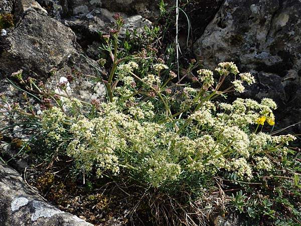 Trinia glauca \ Blaugr�ner Faserschirm / Honewort, D Herxheim am Berg 11.4.2022