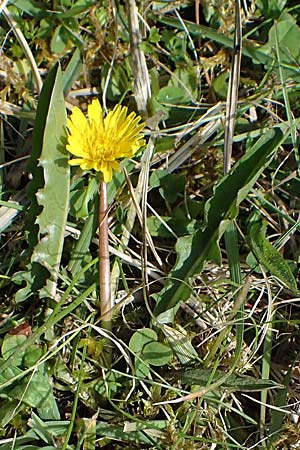 Taraxacum trilobifolium \ Stufenbl�ttriger L�wenzahn / Stair-Leaved Dandelion, D R&uuml;sselsheim 20.4.2013