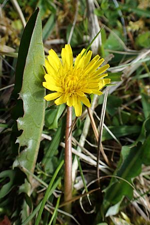 Taraxacum trilobifolium \ Stufenbl�ttriger L�wenzahn / Stair-Leaved Dandelion, D R&uuml;sselsheim 20.4.2013