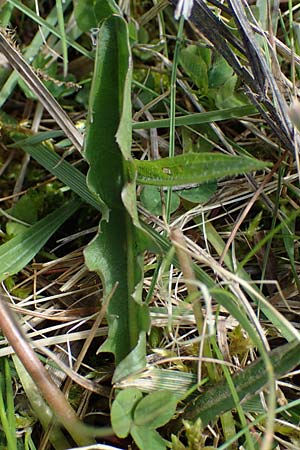 Taraxacum trilobifolium \ Stufenbl�ttriger L�wenzahn / Stair-Leaved Dandelion, D R&uuml;sselsheim 20.4.2013