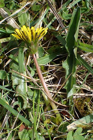 Taraxacum trilobifolium \ Stufenbl�ttriger L�wenzahn / Stair-Leaved Dandelion, D R&uuml;sselsheim 20.4.2013