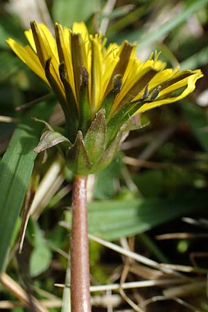 Taraxacum trilobifolium \ Stufenbl�ttriger L�wenzahn / Stair-Leaved Dandelion, D R&uuml;sselsheim 20.4.2013