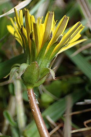 Taraxacum trilobifolium \ Stufenbl�ttriger L�wenzahn / Stair-Leaved Dandelion, D R&uuml;sselsheim 20.4.2013